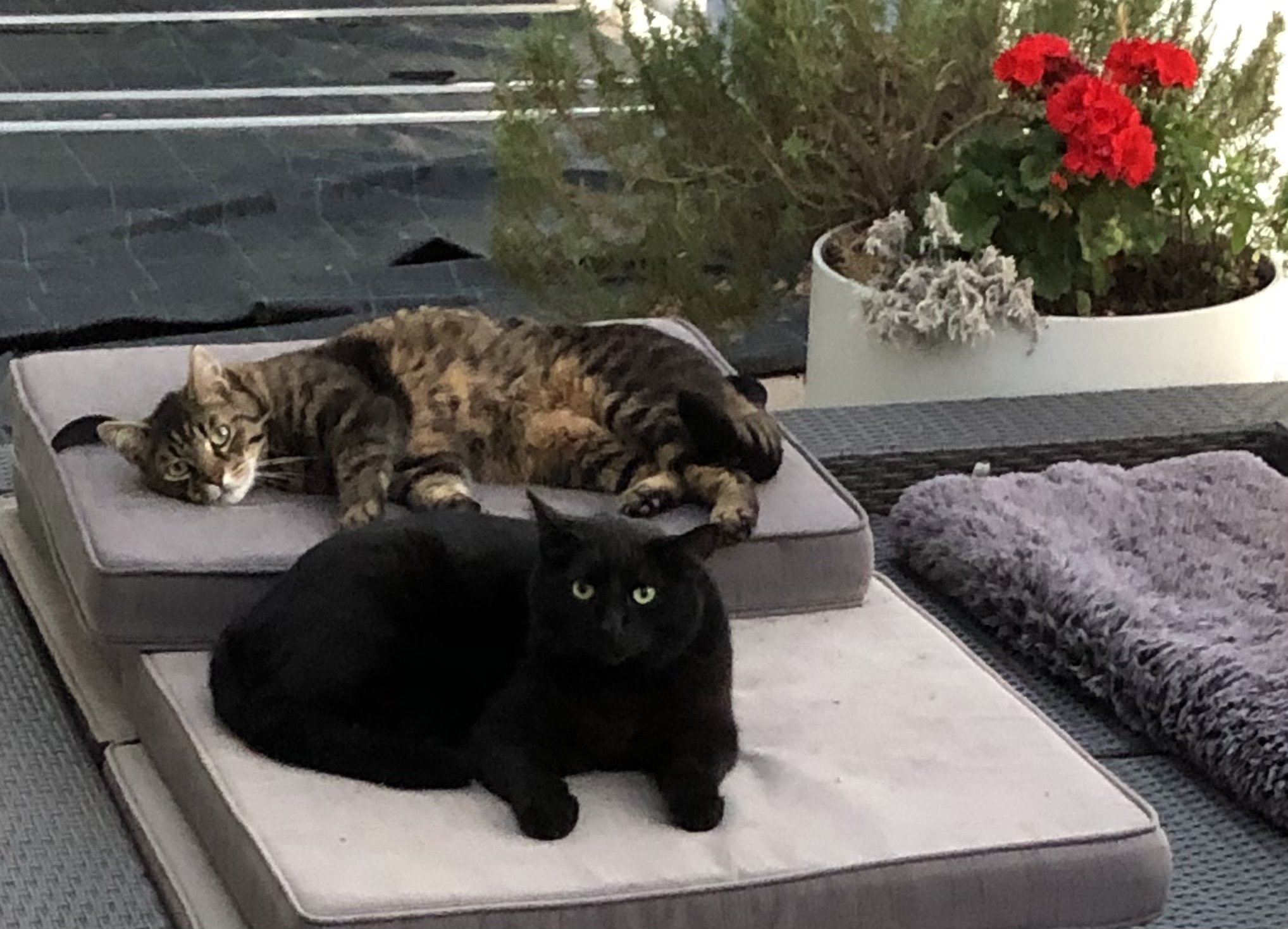 68: b74073ab_c3c3_4137_aa23_4941c6cf38cf.jpeg